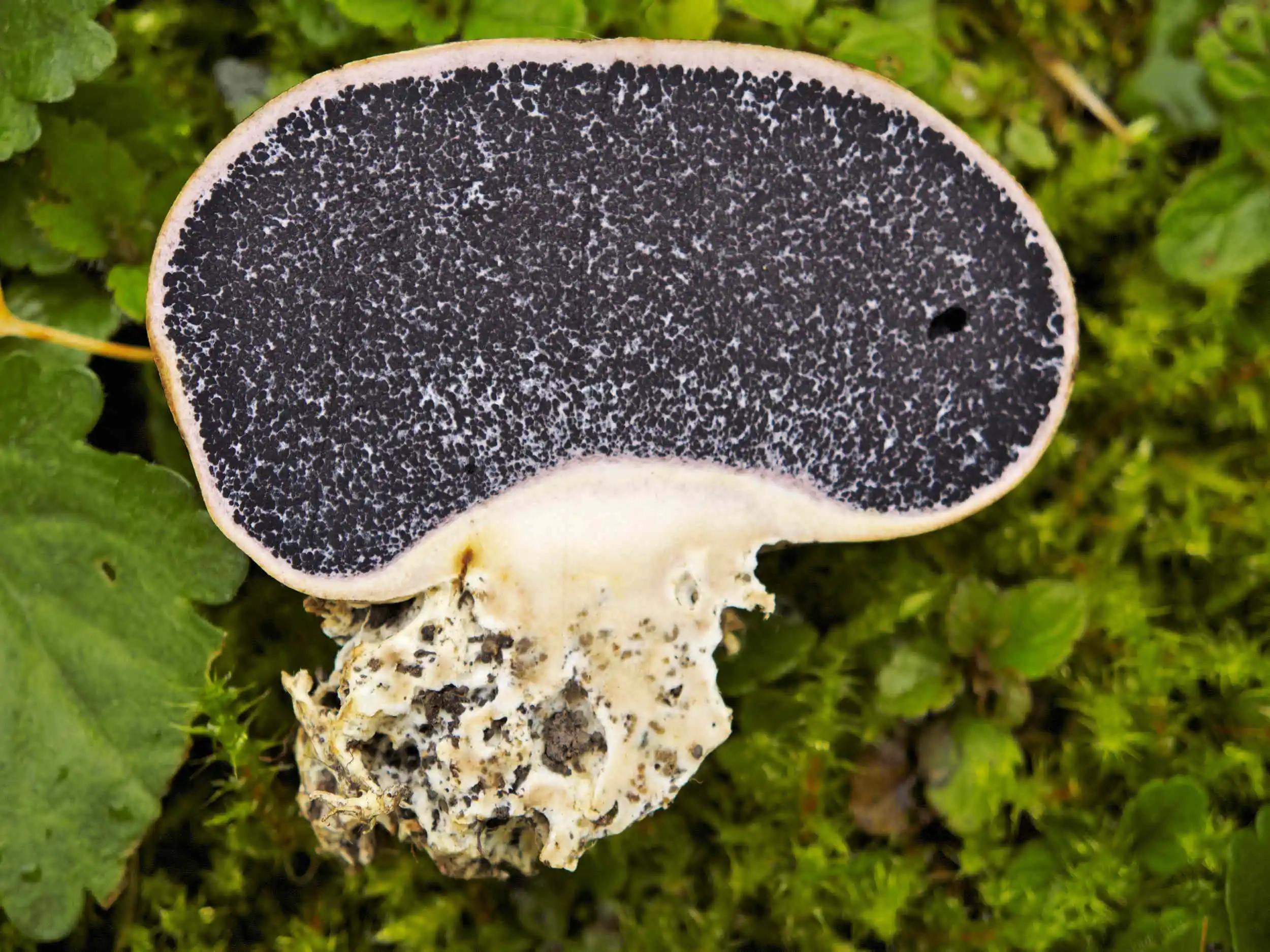 Scleroderma verrucosum – Dünnschaliger Kartoffenbovist