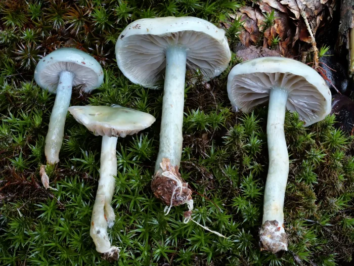 Stropharia caerulea – Grünblauer Träuschling, die Stiele haben nicht die kräftigen Schuppen wie der Grünspan-Träuschling