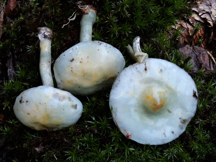 Stropharia caerulea – Grünblauer Träuschling, ganz typisch die gelbliche Verfärbung in Hutmitte