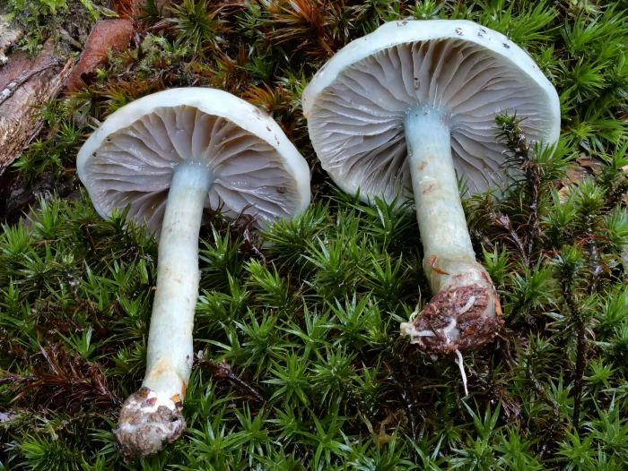 Stropharia caerulea – Grünblauer Träuschling, bräunlich violette Lamellen