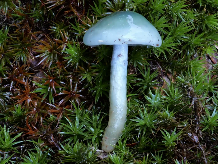 Stropharia caerulea – Grünblauer Träuschling, ganz typische, blaugrüne Hutfarbe