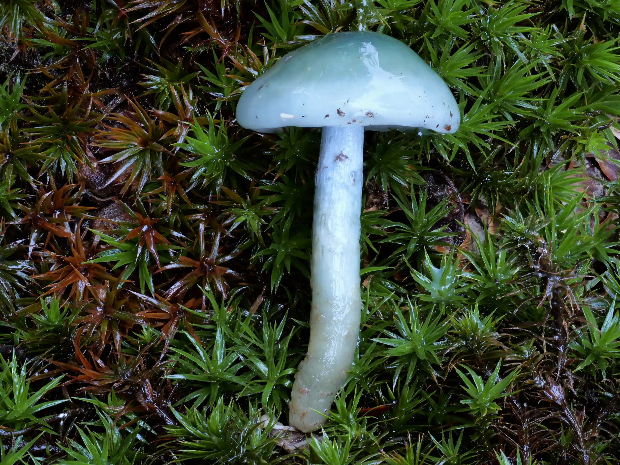 Stropharia caerulea – Grünblauer Träuschling Stropharia caerulea – Grünblauer Träuschling