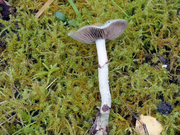 Stropharia caerulea – Grünblauer Träuschling, gut zu sehen der vergängliche Pseudoring am Stiel