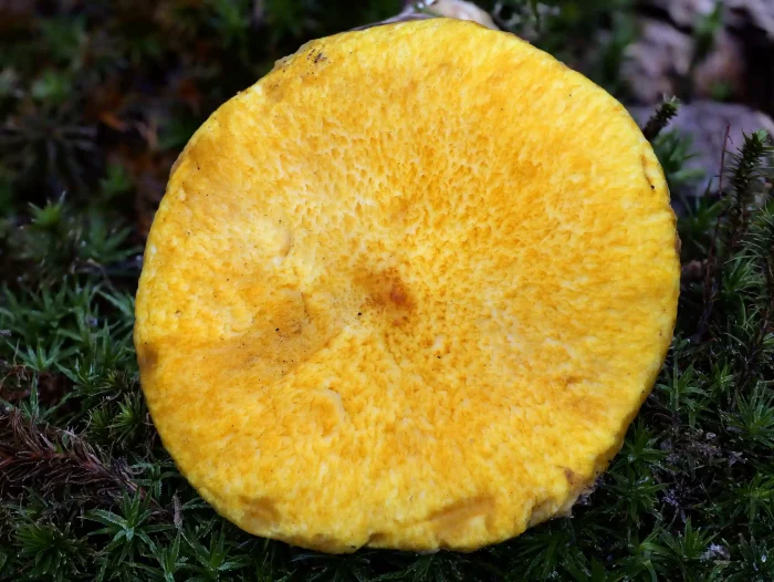 Suillus cavipes var. aureus – Gelber Hohlfußröhrling, das Gelb ist wirklich sehr schön