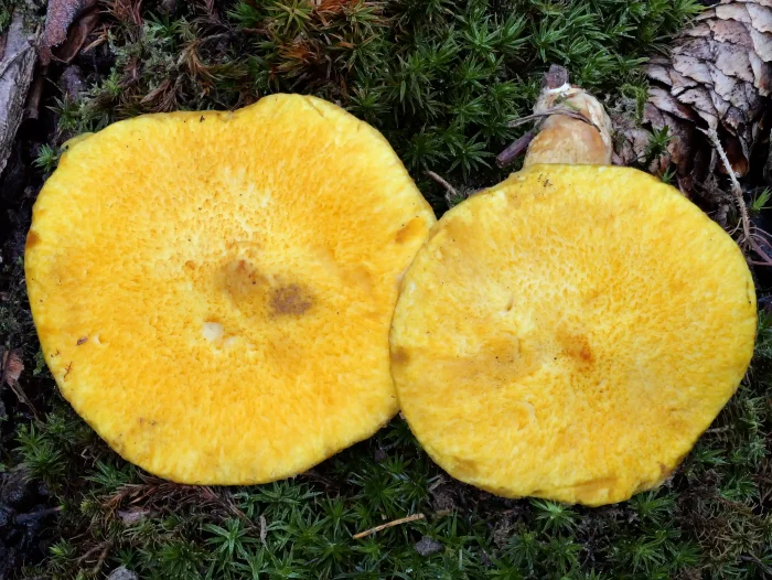 Suillus cavipes var. aureus – Gelber Hohlfußröhrling, leicht samtige, feinschuppige Hüte