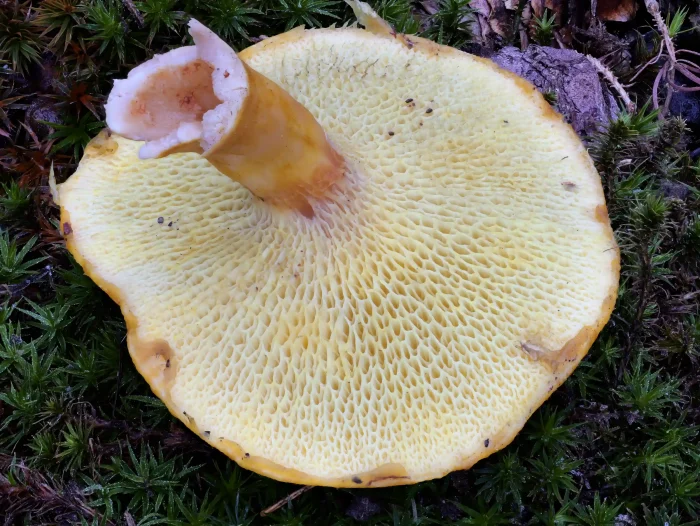 Suillus cavipes var. aureus – Gelber Hohlfußröhrling, typisch die deutlich in die Länge gezogenen Röhren