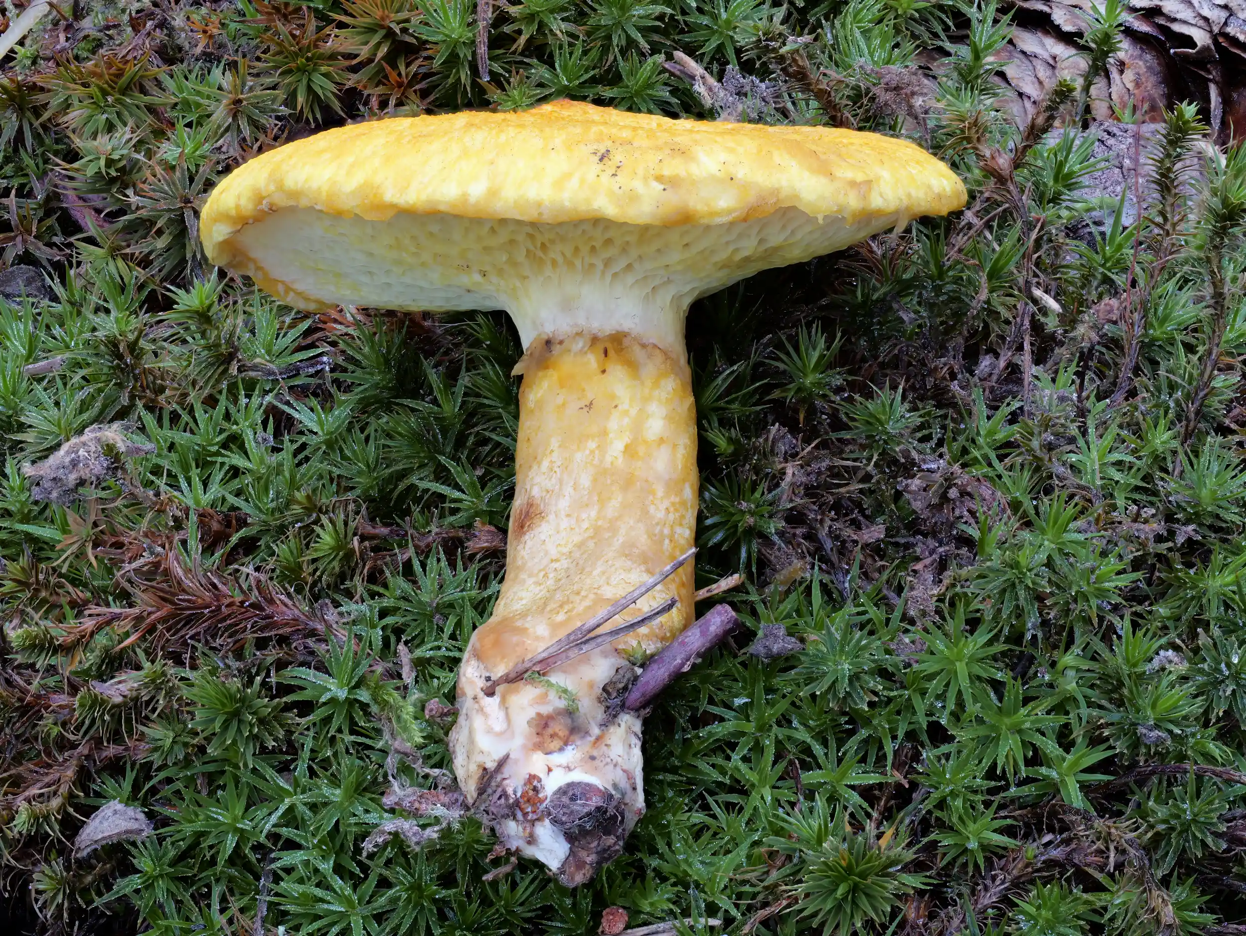 Suillus cavipes var. aureus – Gelber Hohlfußröhrling Suillus cavipes var. aureus – Gelber Hohlfußröhrling