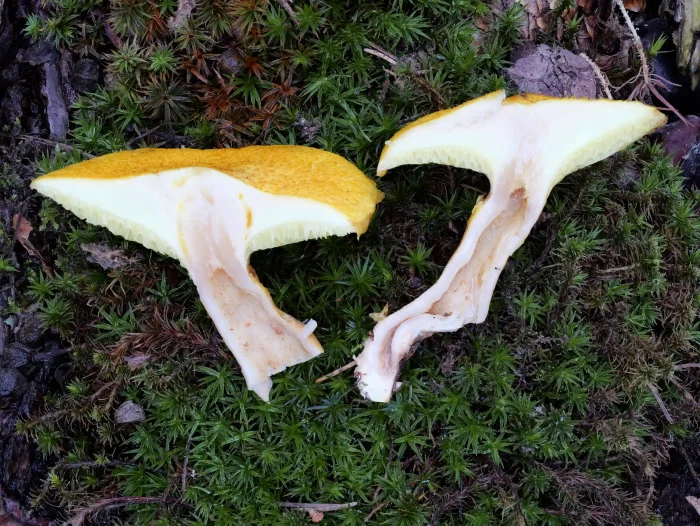 Suillus cavipes var. aureus – Gelber Hohlfußröhrling, natürlich ist der Stiel hohl