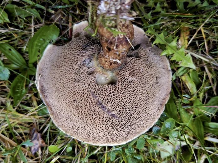 Suillus viscidus – Grauer Lärchen-Röhrling, auch die Röhren sind grau