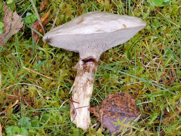 Suillus viscidus – Grauer Lärchen-Röhrling, mustergültiges Exemplar