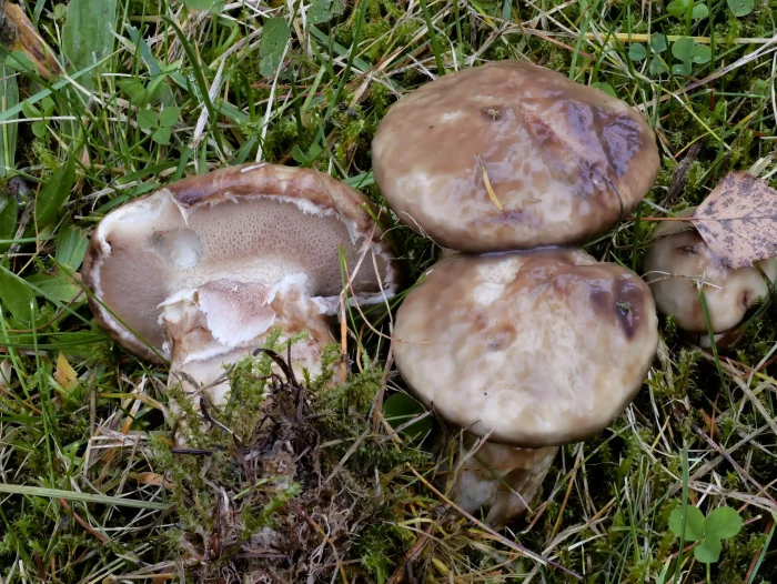 Suillus viscidus – Grauer Lärchen-Röhrling, Gruppe junger Fruchtkörper, typische, schmierige Hüte