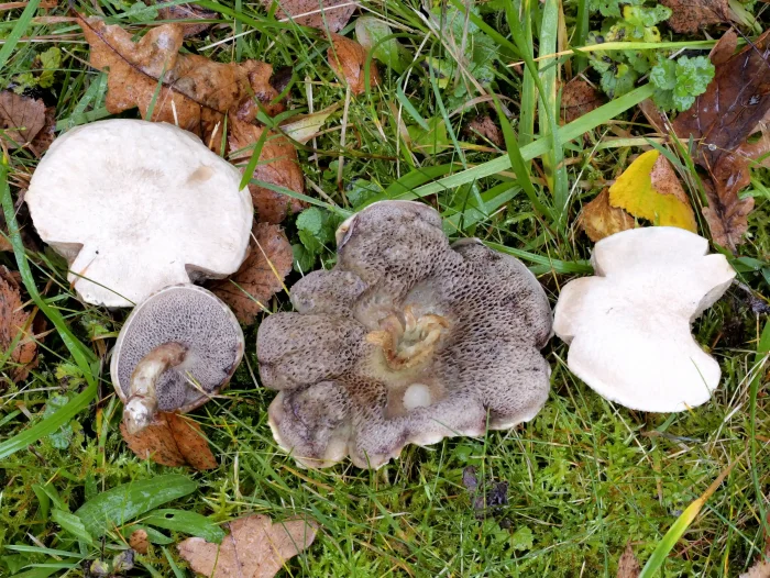 Suillus viscidus – Grauer Lärchen-Röhrling, helle, durch Regen ausgewaschene Hüte alter Pilze
