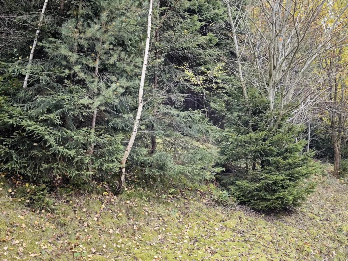 Tricholoma batschii – Fastberingter Ritterling, der Pilz ist ein Partner der Kiefer