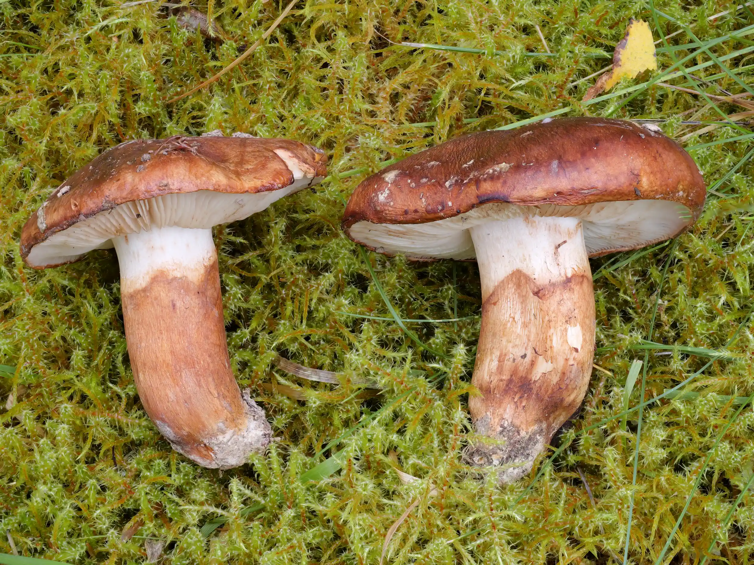 Tricholoma batschii – Fastberingter Ritterling Tricholoma batschii – Fastberingter Ritterling