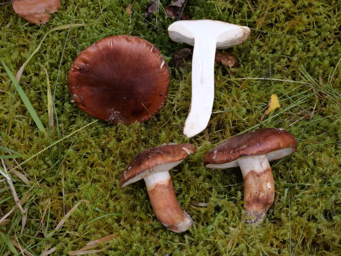 Tricholoma batschii – Fastberingter Ritterling, im Schnittbild sind die Pilze weiß