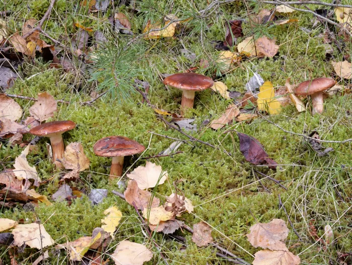 Tricholoma batschii – Fastberingter Ritterling, sehr schöne Gruppe bei einer kleinen Kiefer