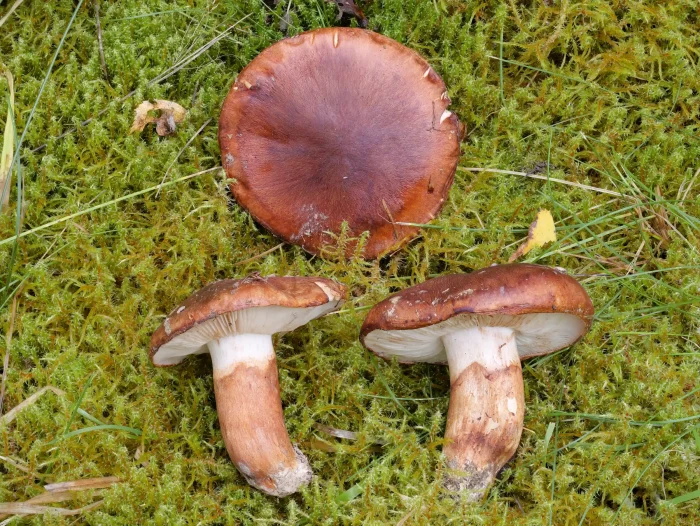 Tricholoma batschii – Fastberingter Ritterling, die Hüte sind leicht radialfaserig