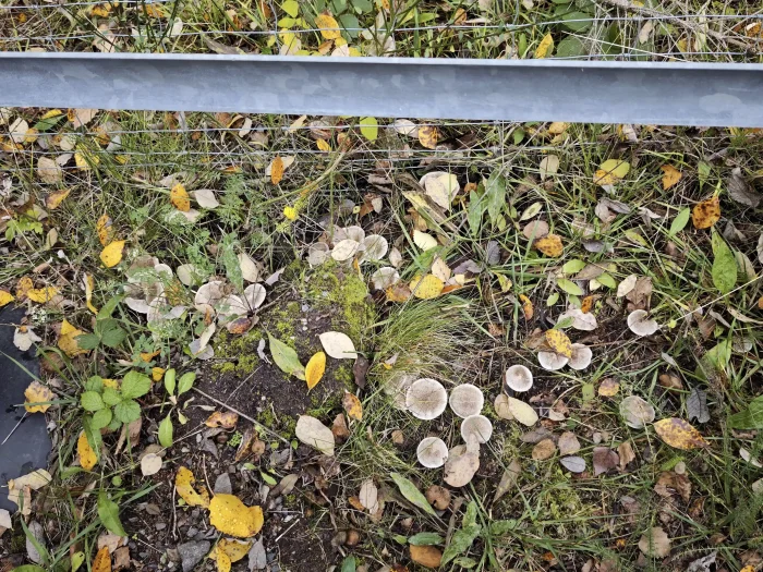 Tricholoma cingulatum – Beringter Erd-Ritterling, wachsen hier in einer großen Gruppe