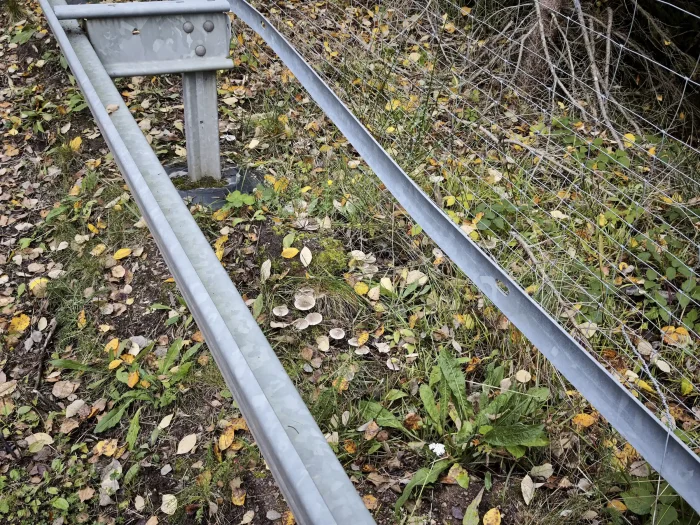 Tricholoma cingulatum – Beringter Erd-Ritterling, Fundort unter einer Leitplanke am Wegrand