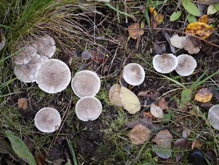 Tricholoma cingulatum – Beringter Erd-Ritterling, sehr schöne Gruppe am Wegrand