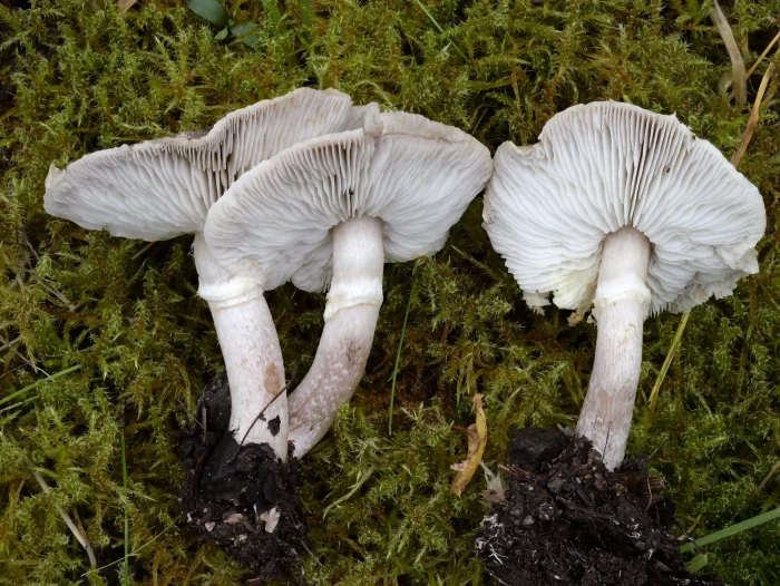 Tricholoma cingulatum – Beringter Erd-Ritterling, namensgebend der weiße Ring am Stiel