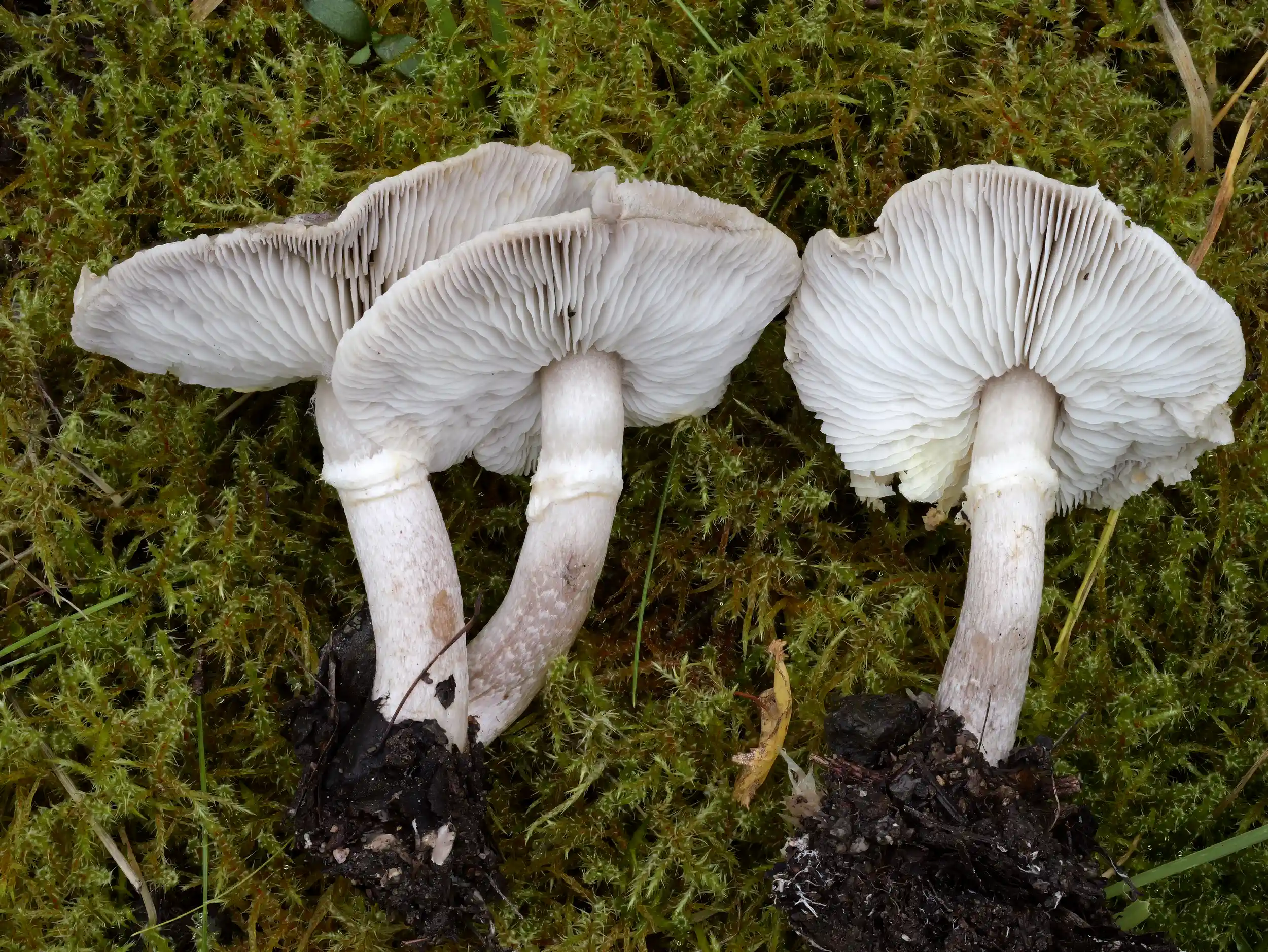 Tricholoma cingulatum – Beringter Erd-Ritterling Tricholoma cingulatum – Beringter Erd-Ritterling