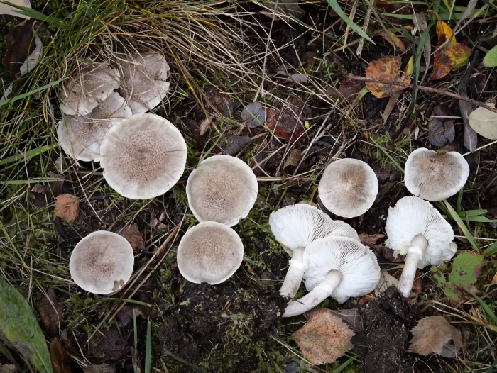 Tricholoma cingulatum – Beringter Erd-Ritterling, die Hüte sind grau und leicht geschuppt