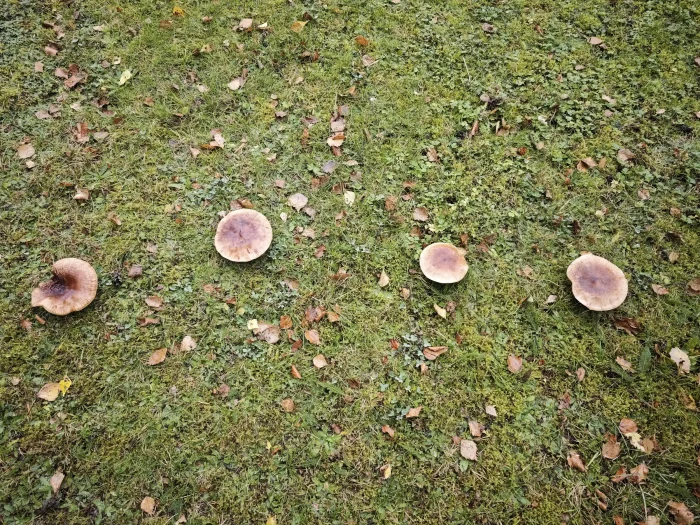 Tricholoma fulvum – Gelbblättriger Ritterling, schöne Gruppe ausgewachsener Pilze