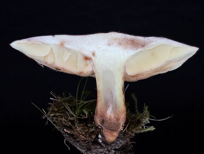 Tricholoma fulvum – Gelbblättriger Ritterling, die Lamellen sind gelb