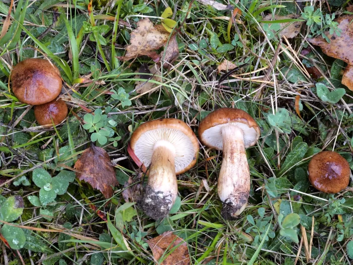 Tricholoma fulvum – Gelbblättriger Ritterling, juvenile Fruchtkörper, mit typischer Musterung