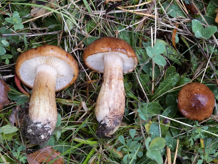 Tricholoma fulvum – Gelbblättriger Ritterling, juvenile Fruchtkörper, mit typischer Musterung