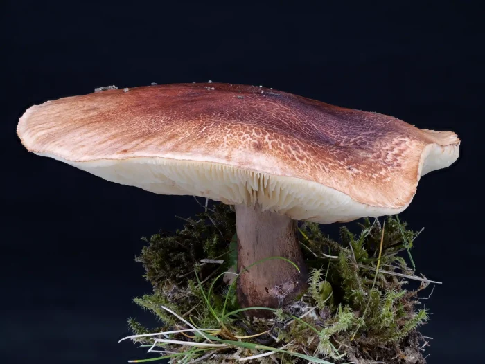 Tricholoma fulvum – Gelbblättriger Ritterling, adulter Fruchtkörper, links der typisch geriefte Hutrand