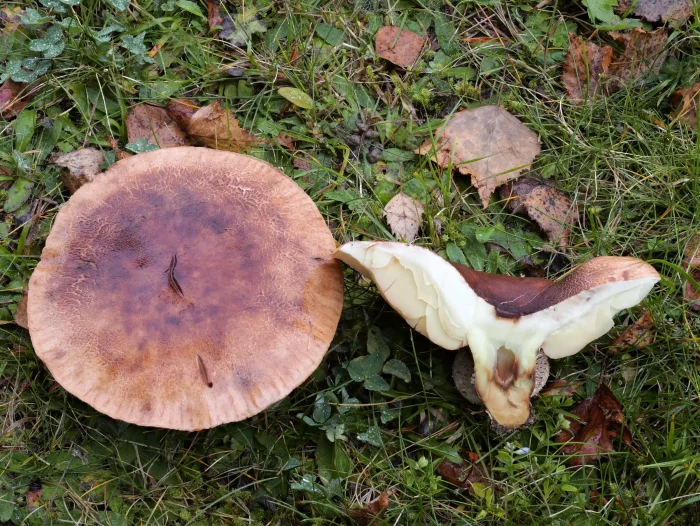Tricholoma fulvum – Gelbblättriger Ritterling, die Lamellen sind gelb, typisch der geriefte Hutrand