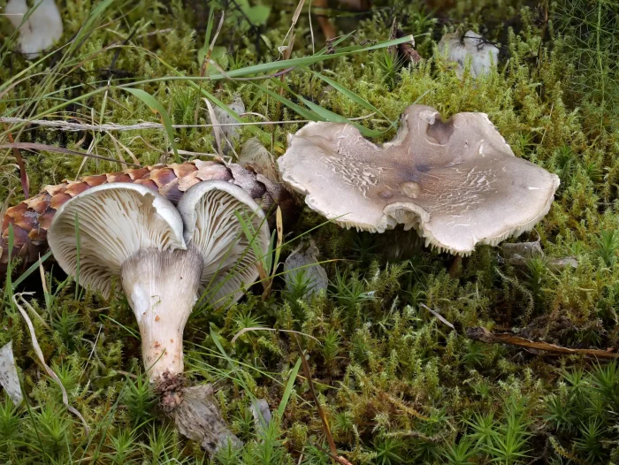 Tricholoma saponaceum var. adosiacum – Dunkelschuppiger Seifenritterling, ausgewachsene Exemplare