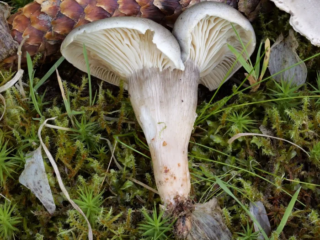 Tricholoma saponaceum var. adosiacum &ndash; Dunkelschuppiger Seifenritterling, durch Regen fast abgewaschene Schuppen