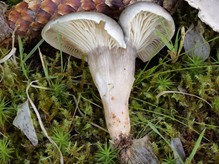 Tricholoma saponaceum var. adosiacum – Dunkelschuppiger Seifenritterling, durch Regen fast abgewaschene Schuppen