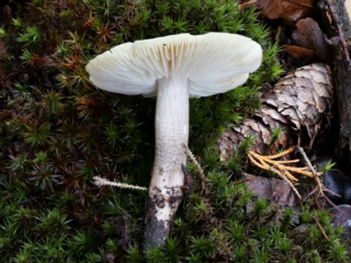 Tricholoma saponaceum var. adosiacum &ndash; Dunkelschuppiger Seifenritterling, dunkle Schuppen am Stiel geben den Namen