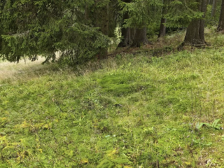 Tricholoma saponaceum var. adosiacum &ndash; Dunkelschuppiger Seifenritterling, Fundort an einem Waldrand