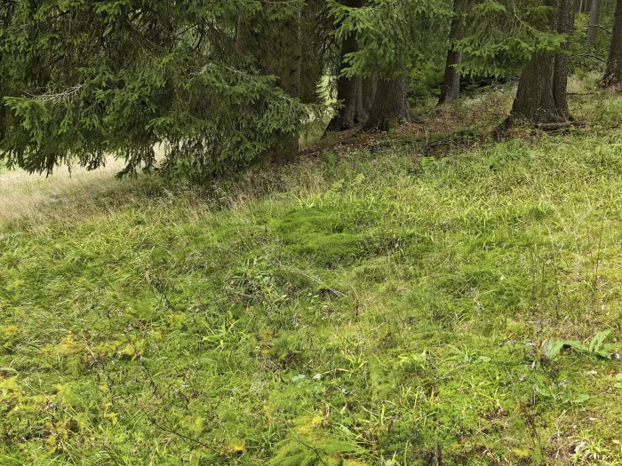 Tricholoma saponaceum var. adosiacum – Dunkelschuppiger Seifenritterling, Fundort an einem Waldrand
