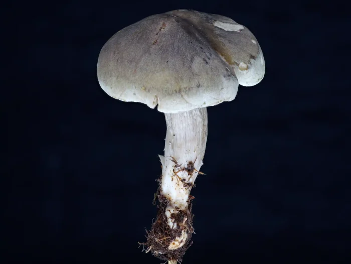 Tricholoma saponaceum var. adosiacum – Dunkelschuppiger Seifenritterling, die Hüte sind mausgrau