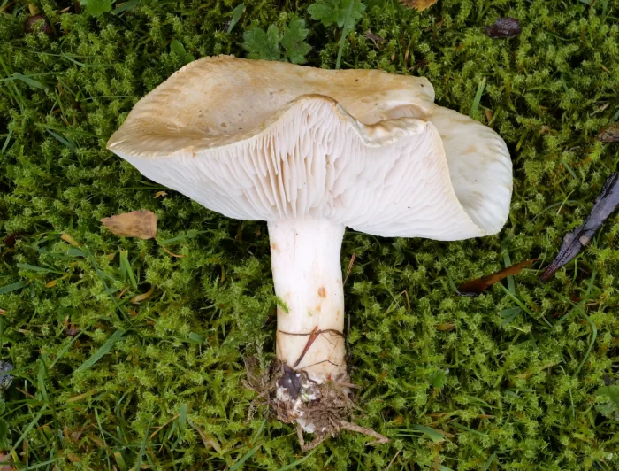 Tricholoma stiparophyllum – Gerippter Gas-Ritterling, im Alter ist der gewölbte Hut typisch