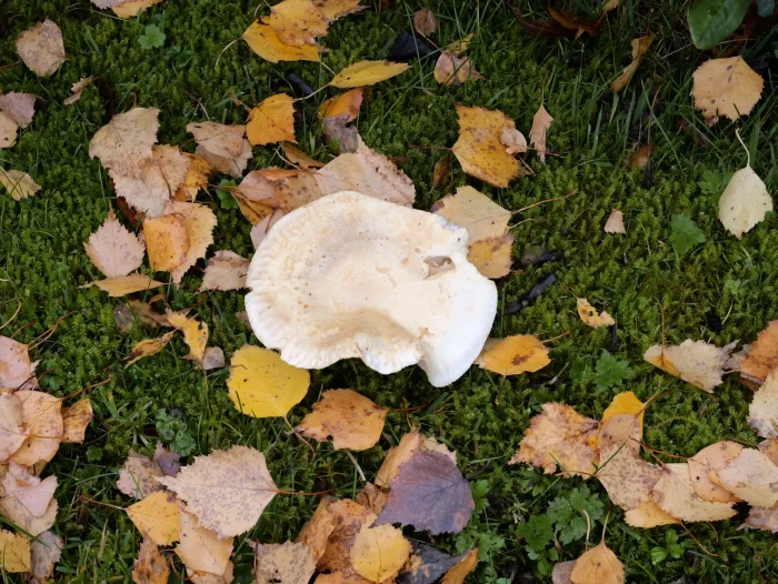 Tricholoma stiparophyllum – Gerippter Gas-Ritterling, ebenso ist der namensgebende geriefte Hutrand typisch