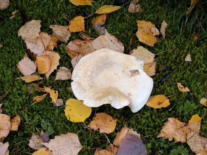 Tricholoma stiparophyllum – Gerippter Gas-Ritterling, der Pilz ist im Herbst bei Birken zu finden