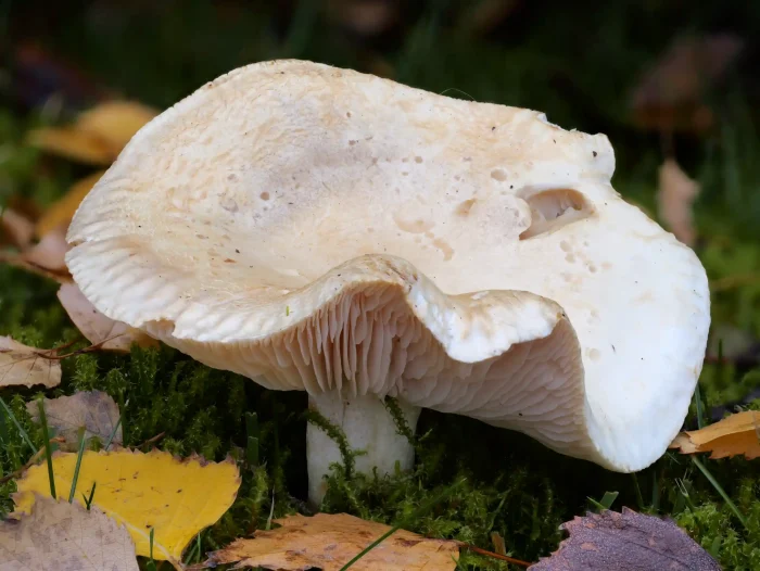 Tricholoma stiparophyllum – Gerippter Gas-Ritterling, der Geruch der Pilze ist unangenehm und streng