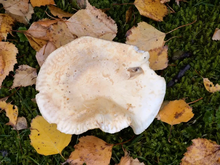 Tricholoma stiparophyllum – Gerippter Gas-Ritterling, die Hüte sind leicht ockerfarben