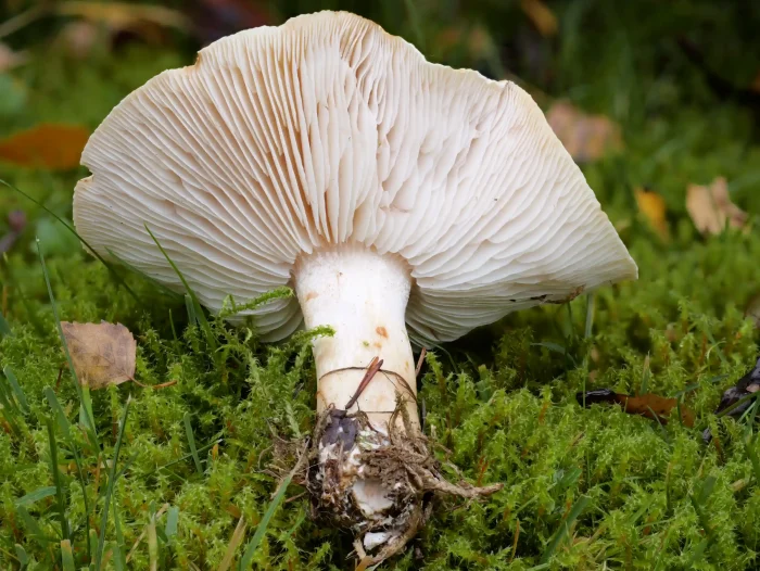 Tricholoma stiparophyllum – Gerippter Gas-Ritterling, typischer Burggraben der Ritterlinge am Lamellenansatz