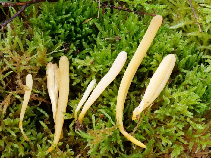 Clavaria argillacea – Heide-Keule, der größte Pilz ist 4,5 cm lang