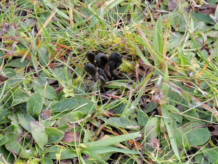 Geoglossum fallax – Täuschenden Erdzunge, auch Schuppige Erdzunge, ist auf Magerrasen im Herbst zu finden