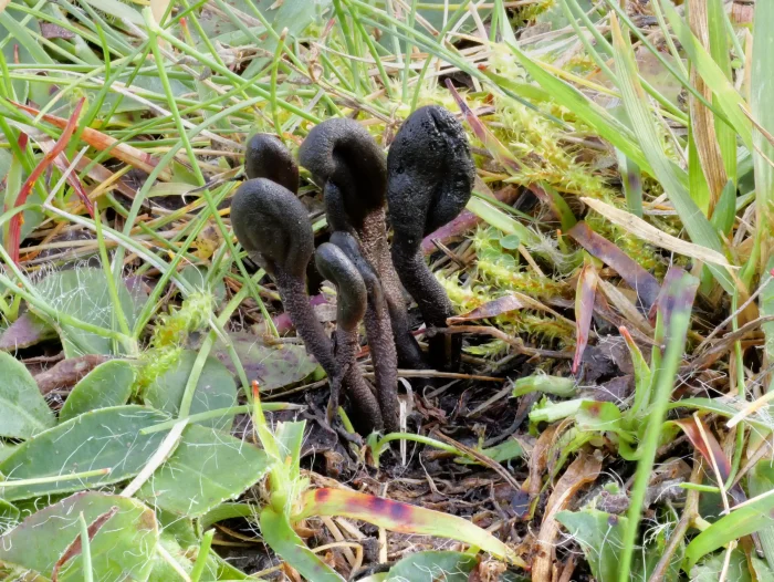 Geoglossum fallax – Täuschenden Erdzunge, auch Schuppige Erdzunge, Gruppe in unterschiedlichen Altersstufen