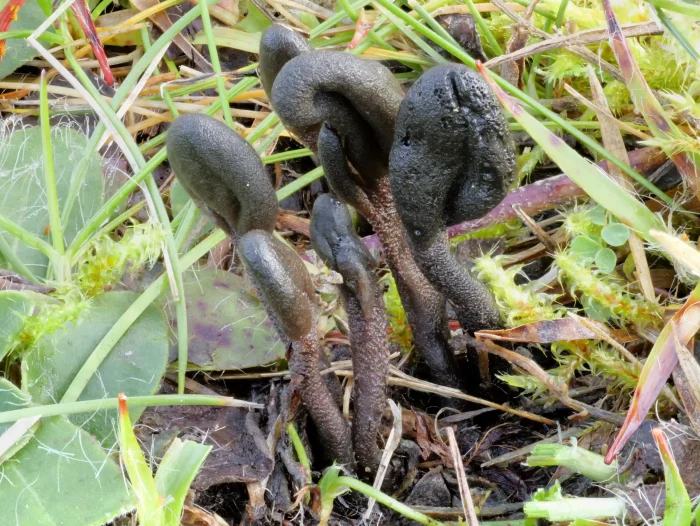 Geoglossum fallax – Täuschenden Erdzunge, auch Schuppige Erdzunge, ist eine hoch seltene Art der Erdzungen